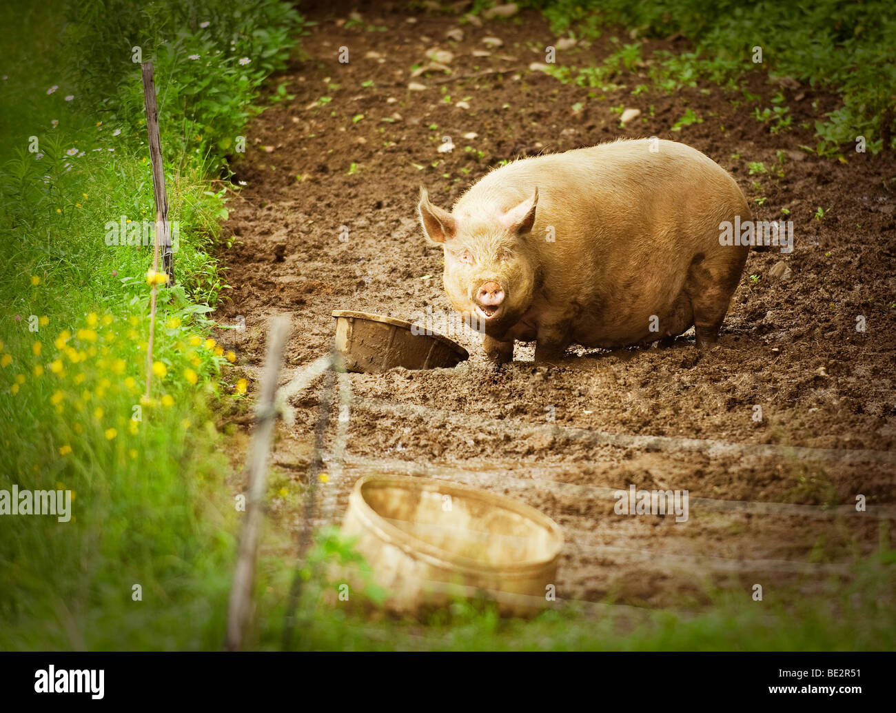 Happy Pig in the Mud Stock Photo