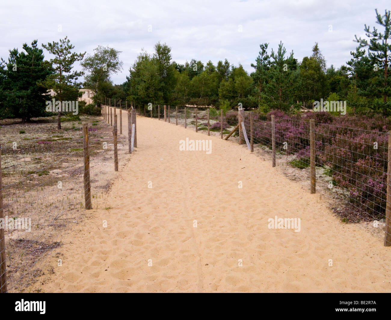 Path through the heather landscape around Frensham Common and Frensham Great Pond. Churt, Near Farnham, Surrey. UK. Stock Photo