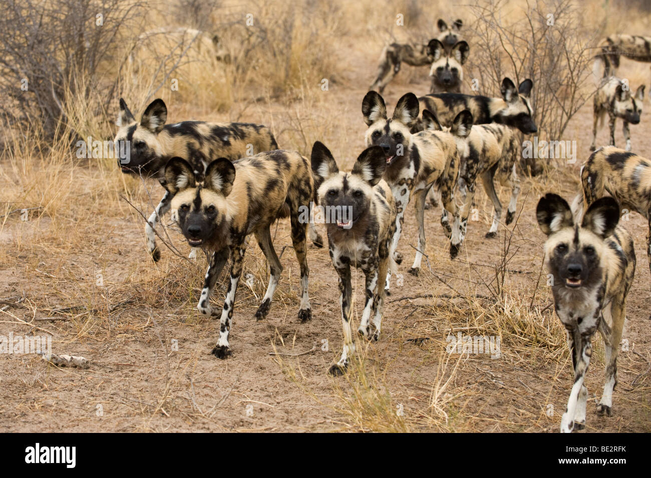 Wild dog pack (Lycaon pictus), Central Kalahari, Botswana Stock Photo