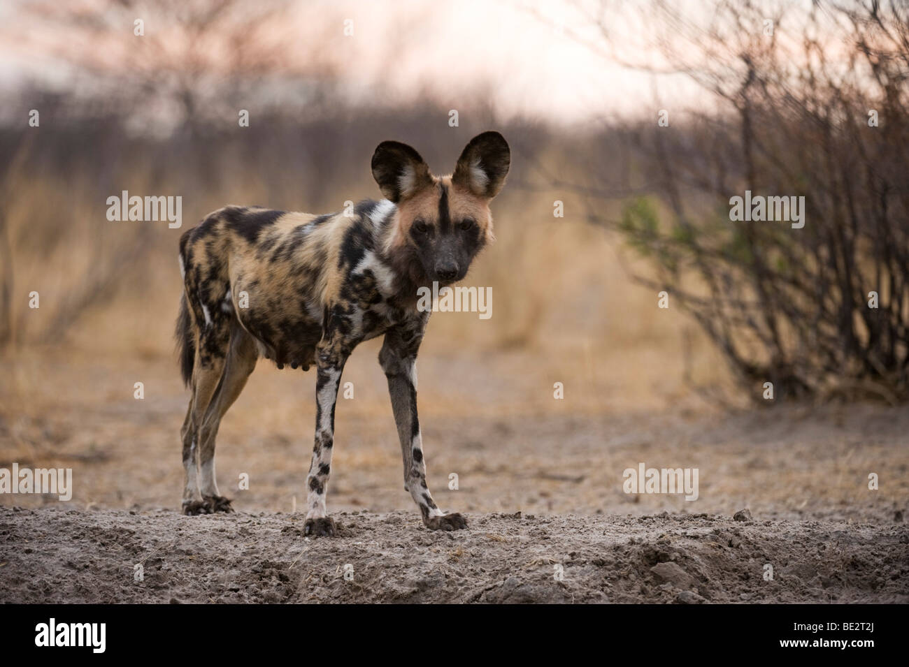 Wild dog (Lycaon pictus), lactating female next to den, Central Kalahari, Botswana Stock Photo