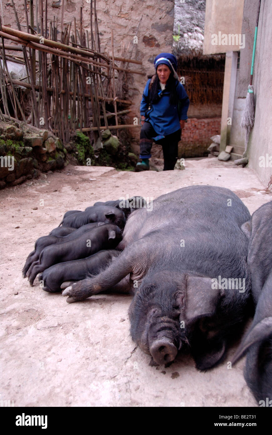 Sow suckling piglets, women of the Hani ethnic group, village near Xinji, Yuanyang, Yunnan Province, People's Republic of China Stock Photo