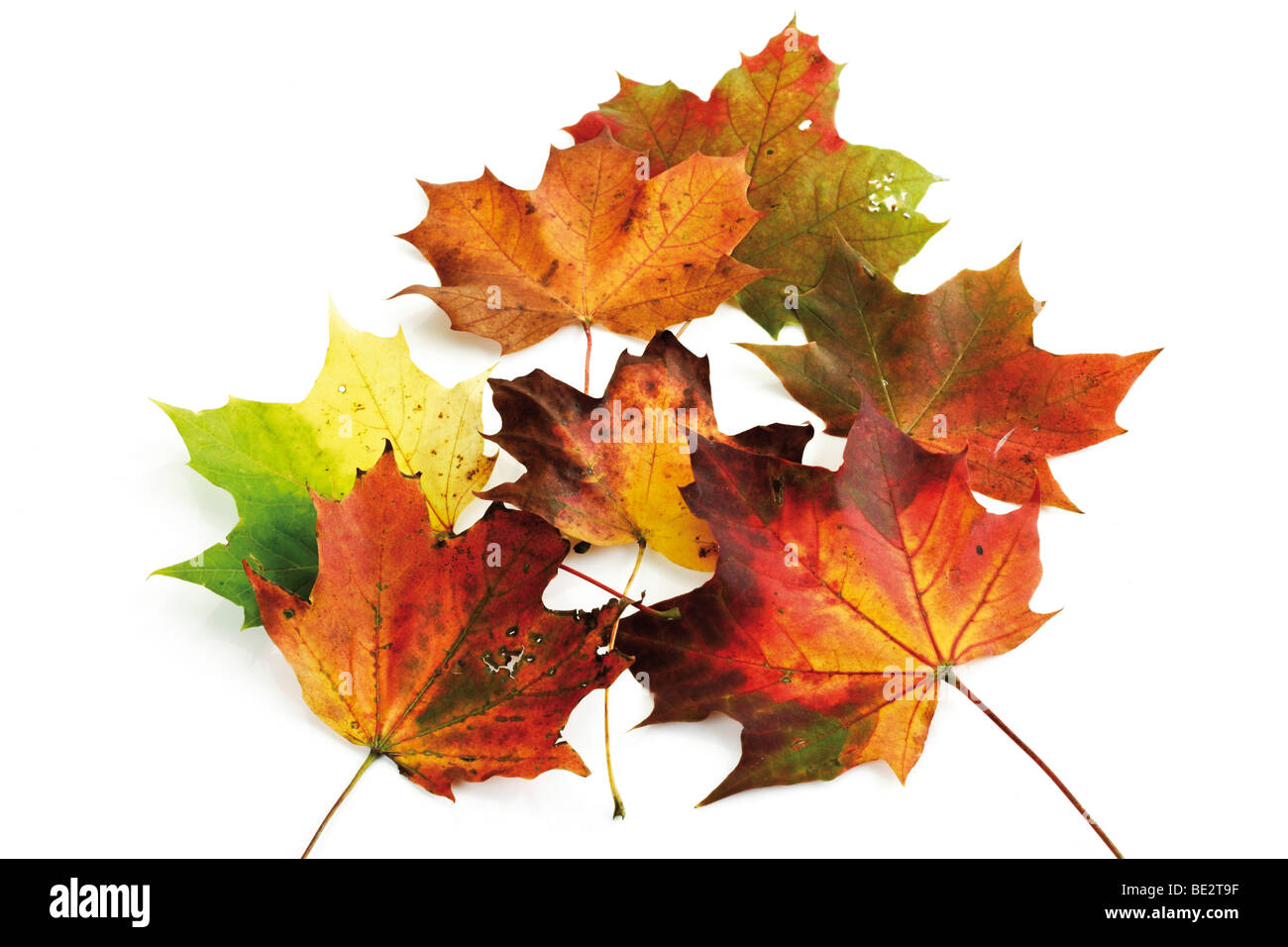 Autumn-colored maple leaves Stock Photo
