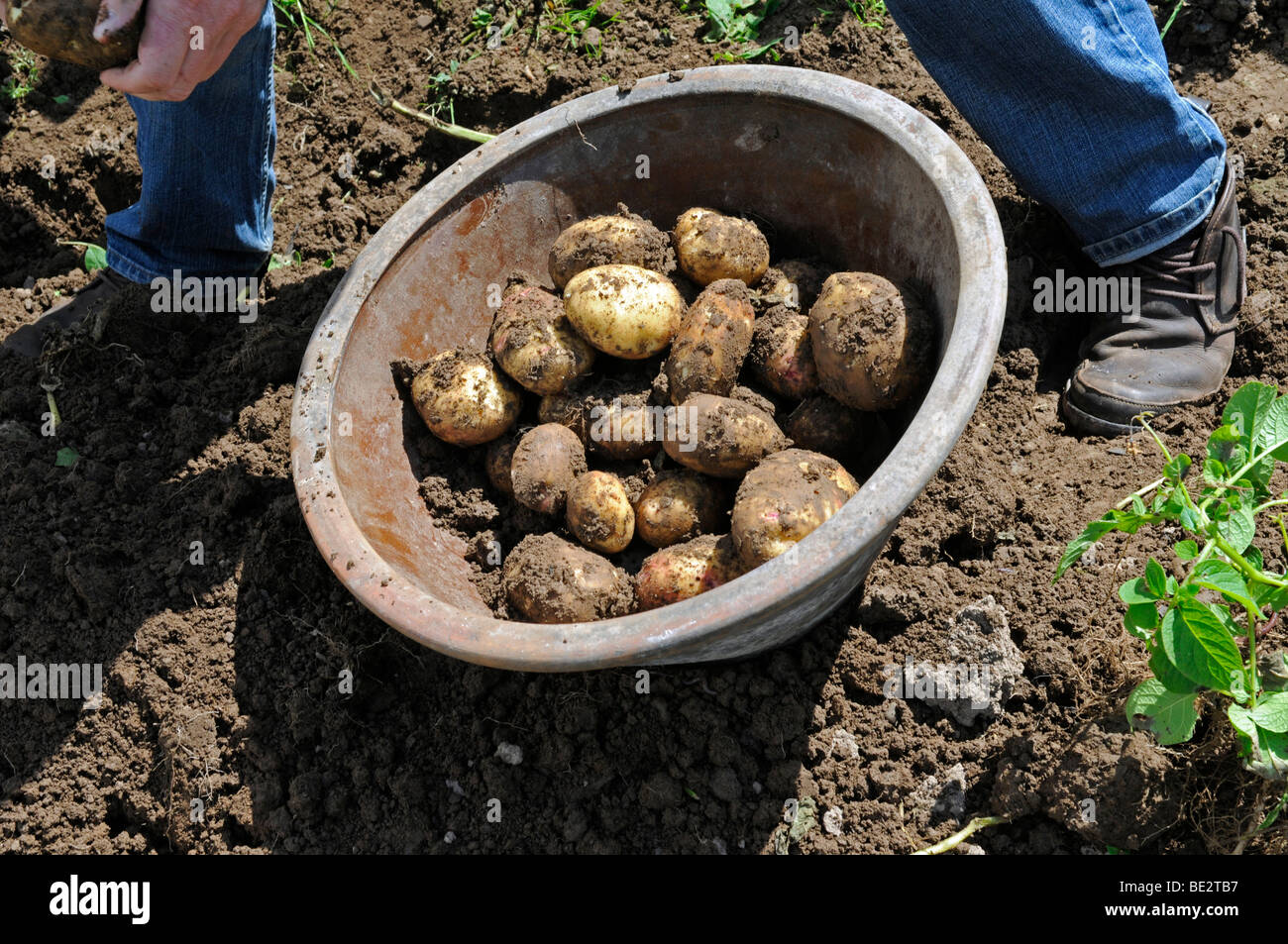 Harvesting home-grown potatoes Stock Photo