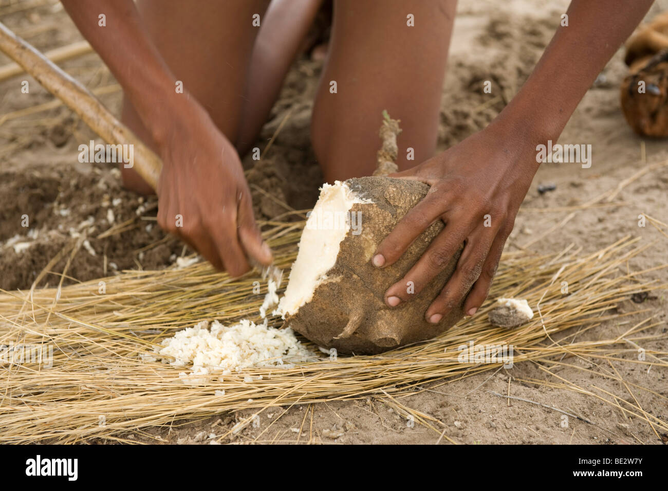 Naro bushman (San) using milkplant root (Raphionacme burkei) for water, Central Kalahari, Botswana Stock Photo