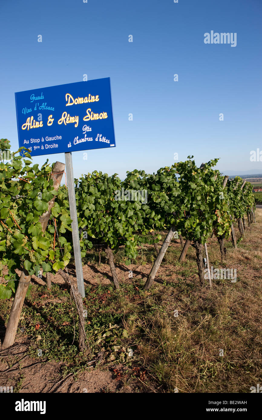 Red wine, Domaine Aline and Remy Simon, Colmar, Alsace, France, Europe Stock Photo