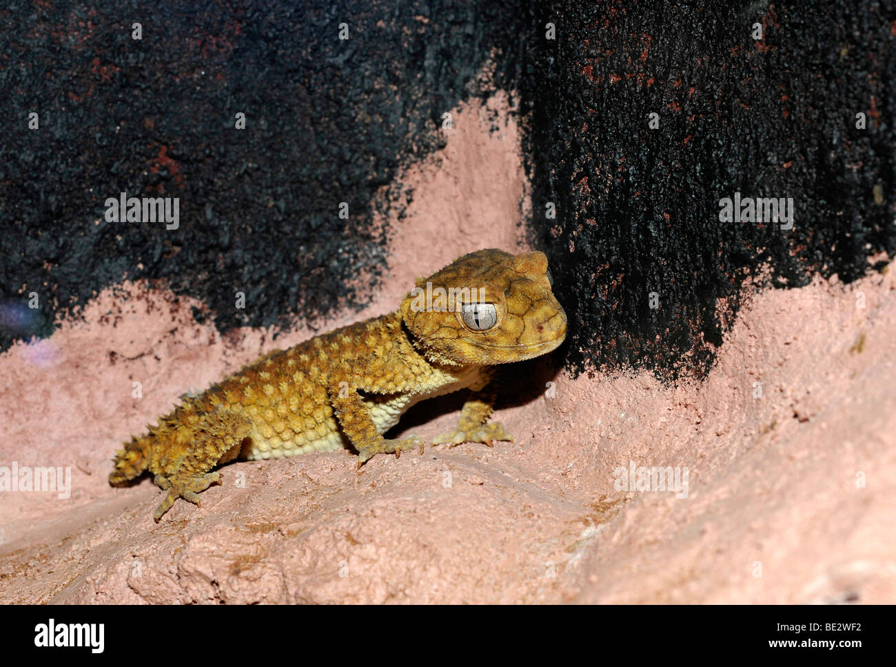 Rough Central Knob-tailed Gecko (Nephrurus amyae), Northern Territory, Australia Stock Photo