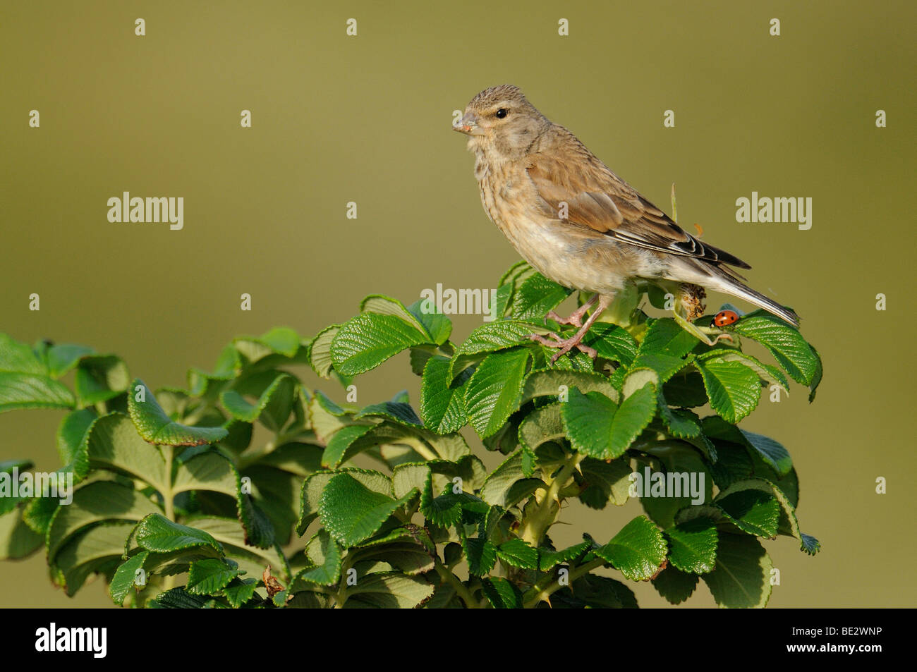 Young Linnet (Acanthis cannabina) Stock Photo