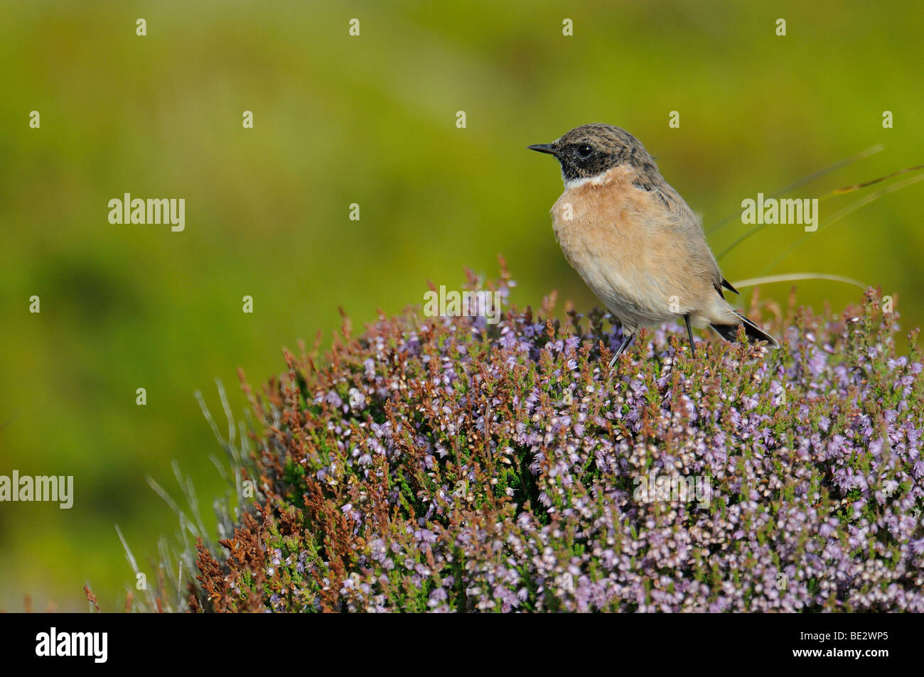 Young male African Stonechat (Saxicola torquatus) Stock Photo