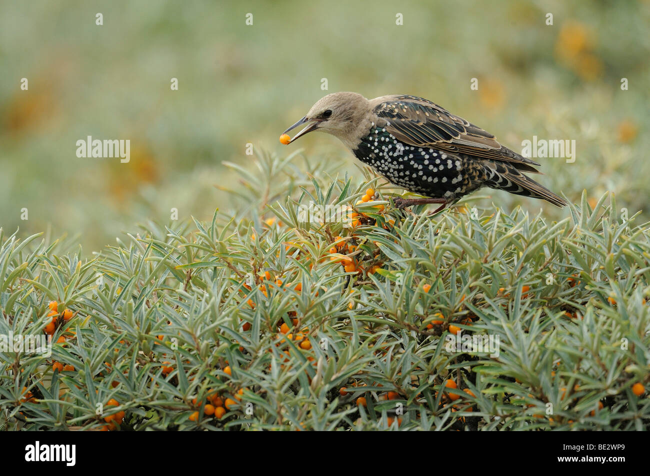 Young European Starling (Sturnus vulgaris) Stock Photo
