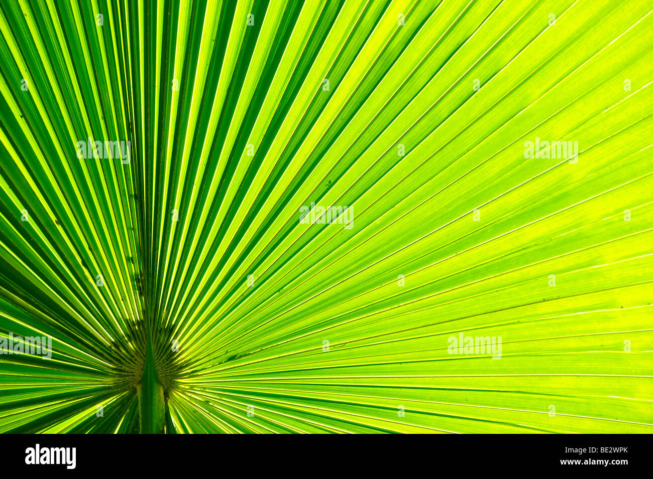 Palm-leaf, tropical rainforest, Cairns, Queensland, Australia Stock Photo