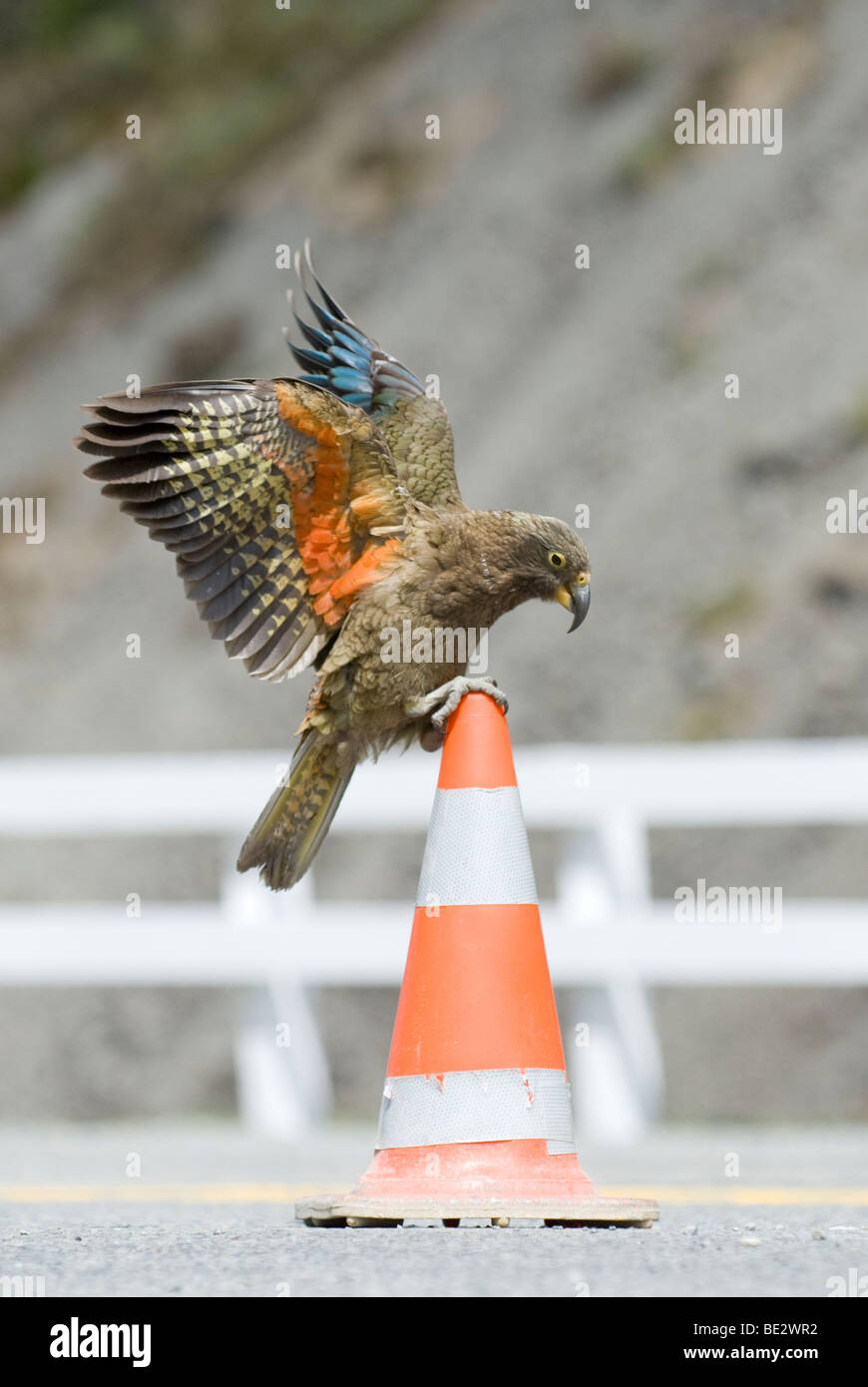 Kea (Nestor notabilis), juvenile playing with a traffic cone. Arthur's Pass, New Zealand Stock Photo