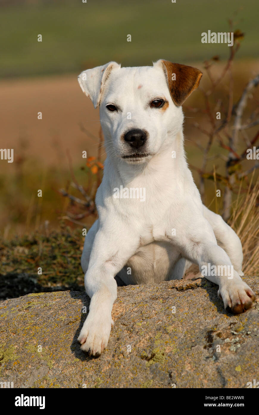 Parson Russell Terrier, front paws resting on rocks Stock Photo