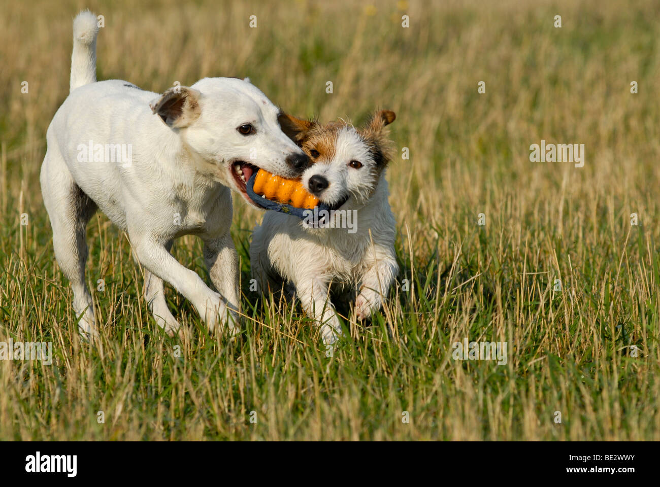 Parson Russell Terrier and Jack Russell Terrier playing with each other Stock Photo