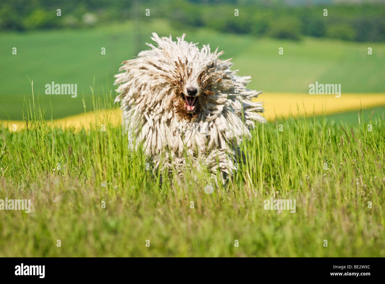 Komondor, Hungarian livestock guardian dog, running over meadow Stock Photo