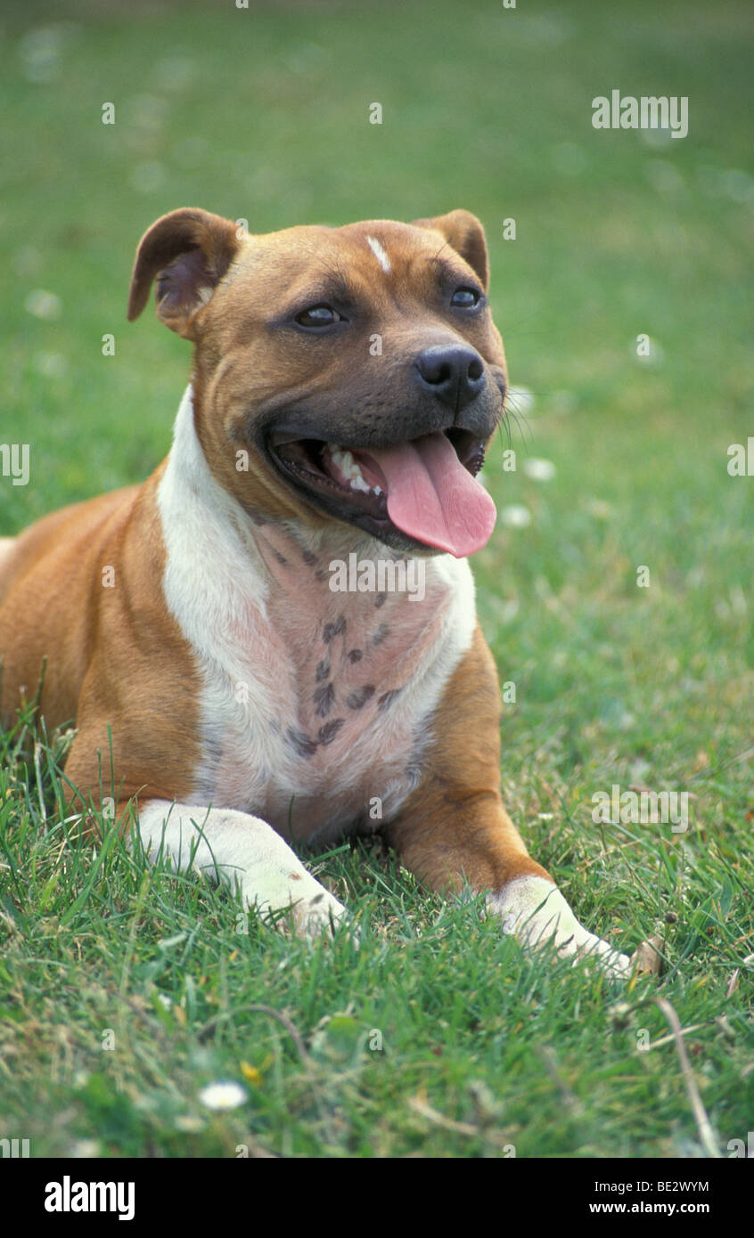red Staffordshire bull terrier Stock Photo Alamy