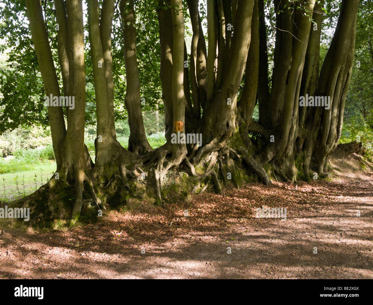 Row or line of trees which have joined or fused together beside the footpath of the Devil's Punchbowl. Hindhead. Surrey. UK. Stock Photo