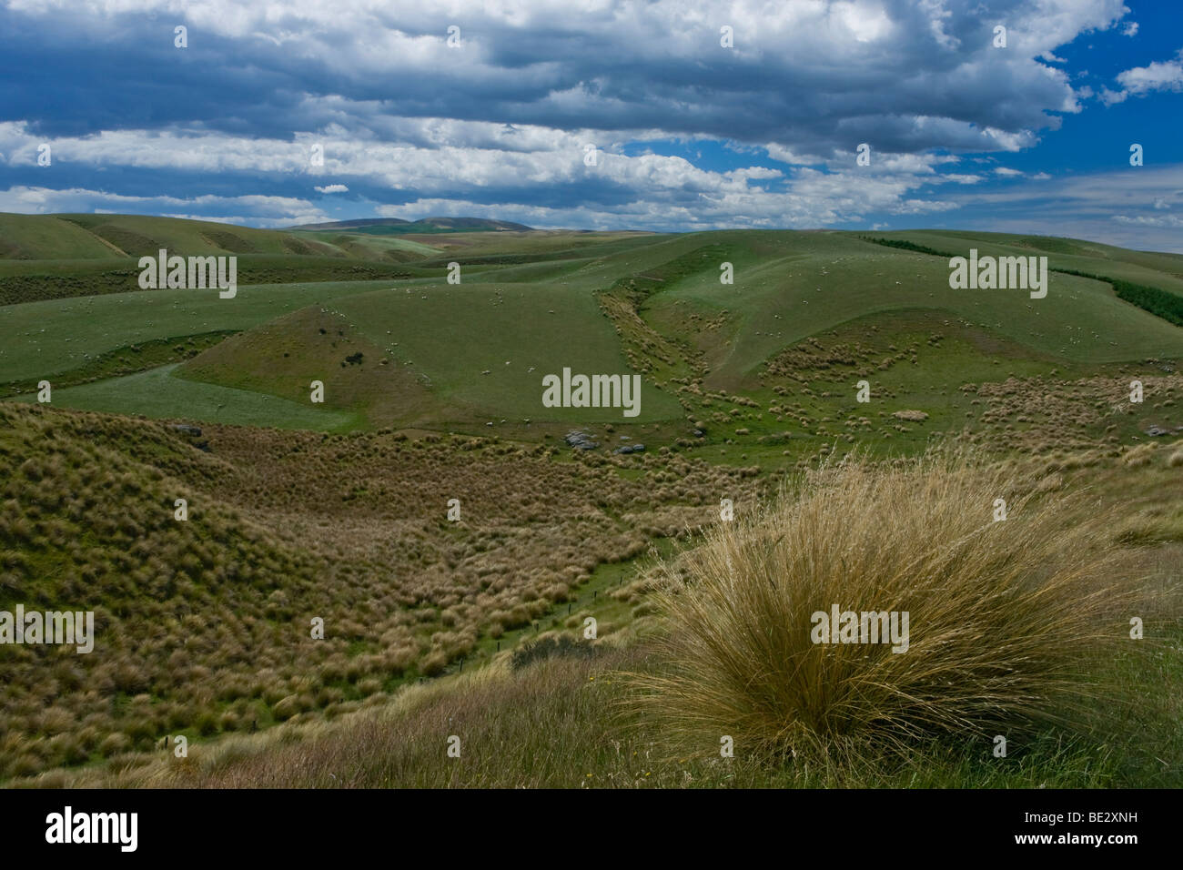 Hilly landscape with clumps of grass, Lake Onslow, South Island, New Zealand Stock Photo