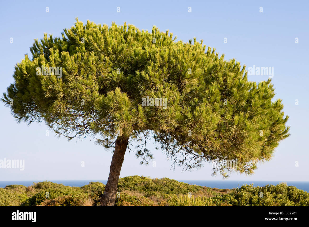 Pine tree, Algarve, Portugal, Europe Stock Photo 25880625 Alamy
