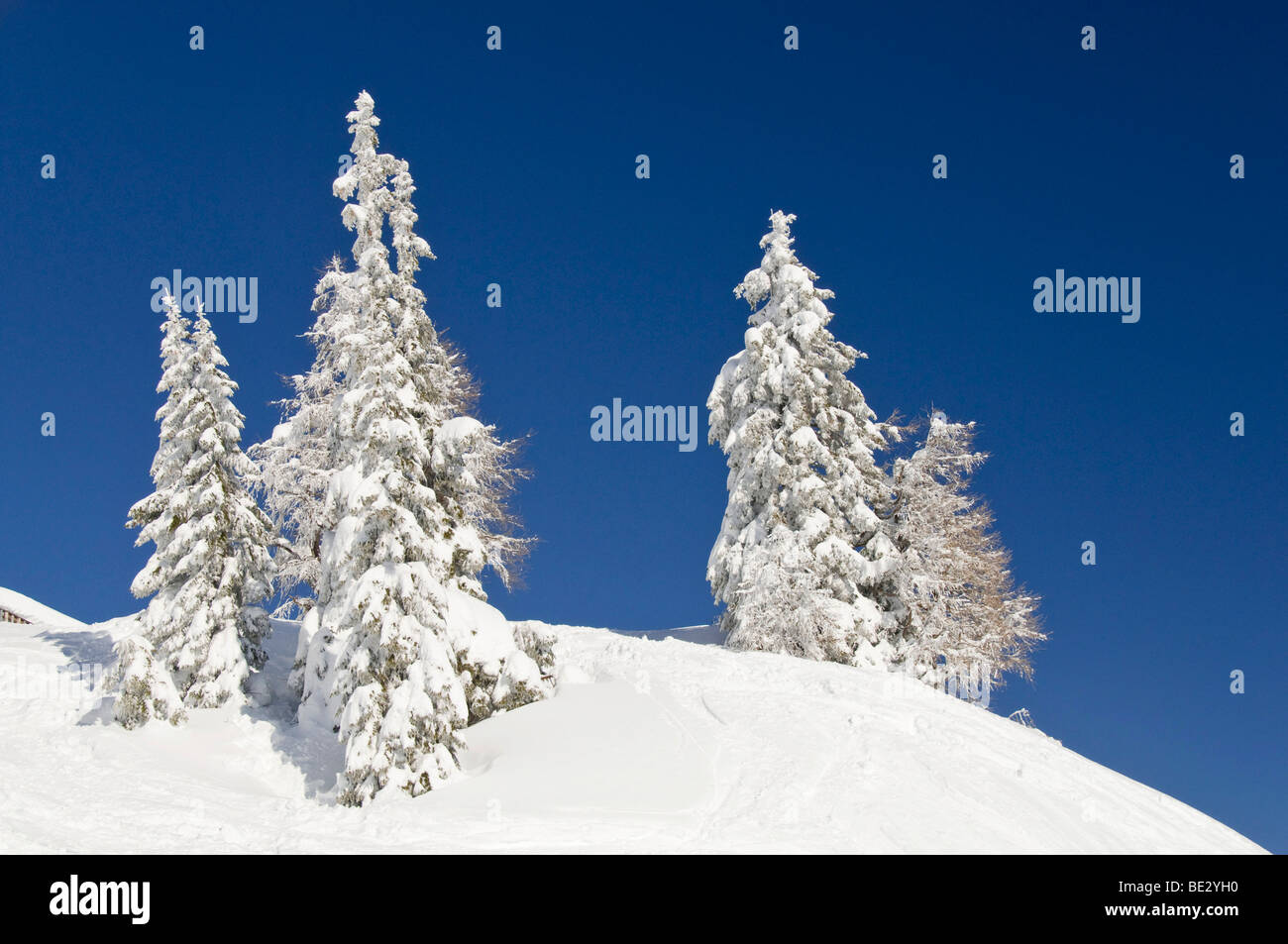 Snow-covered trees, Nassfeld, Hermagor, Carinthia, Austria, Europe Stock Photo
