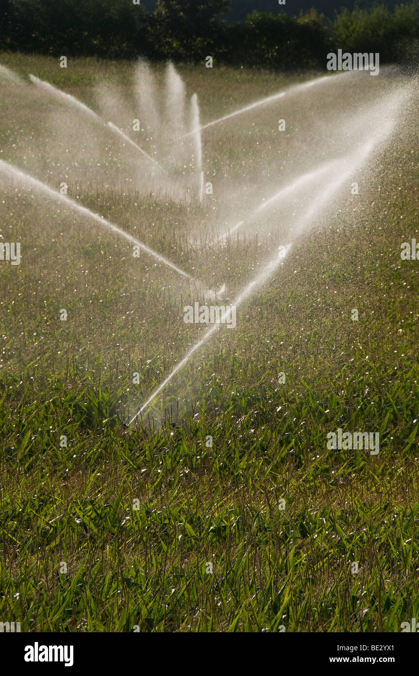 Corn field irrigation system in Charente ( France Stock Photo Alamy