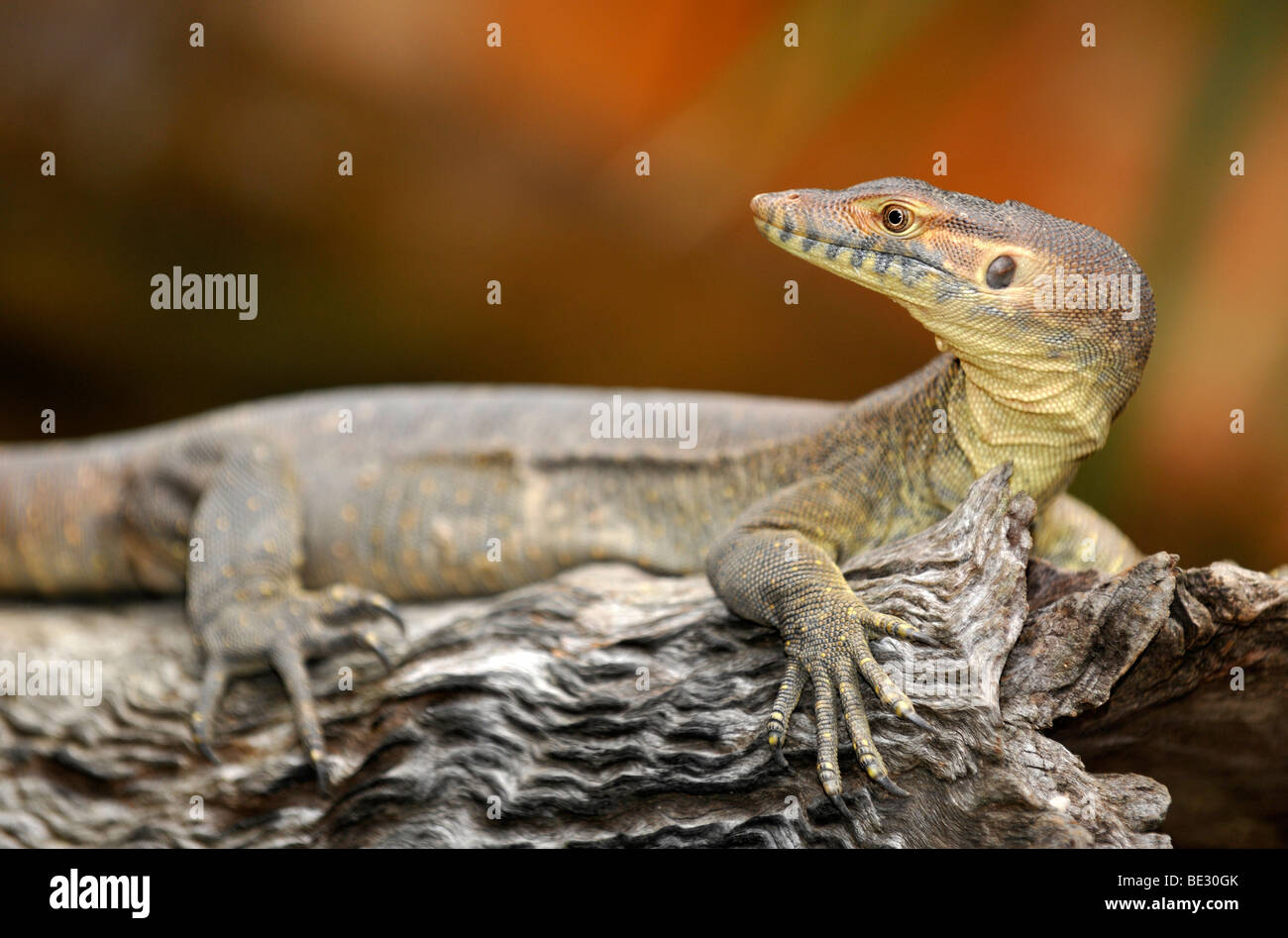 Merten's Water Monitor Lizard (Varanus mertensi), Queensland, Australia Stock Photo