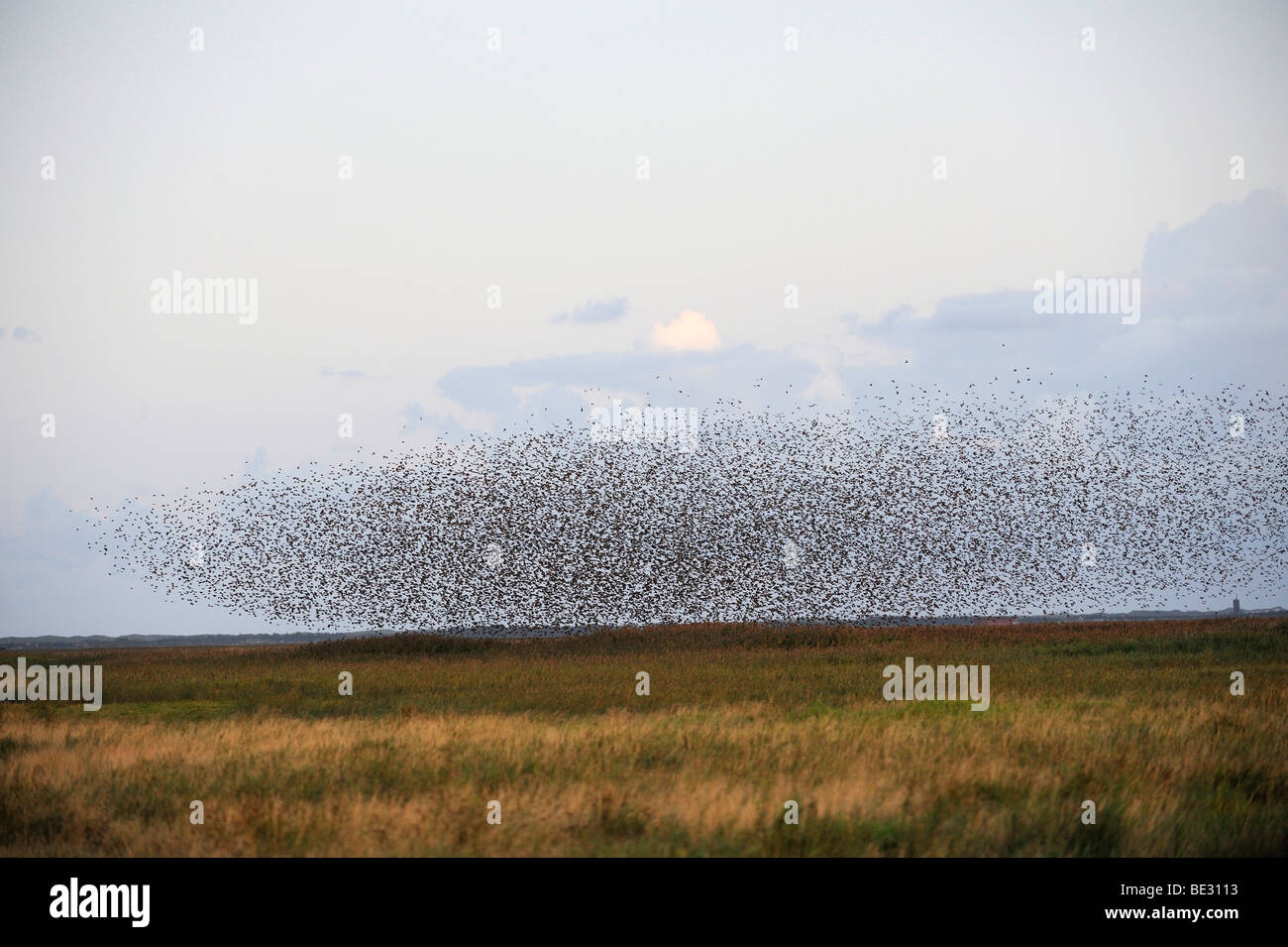 Flock of Starling (Sturnus vulgaris) Stock Photo