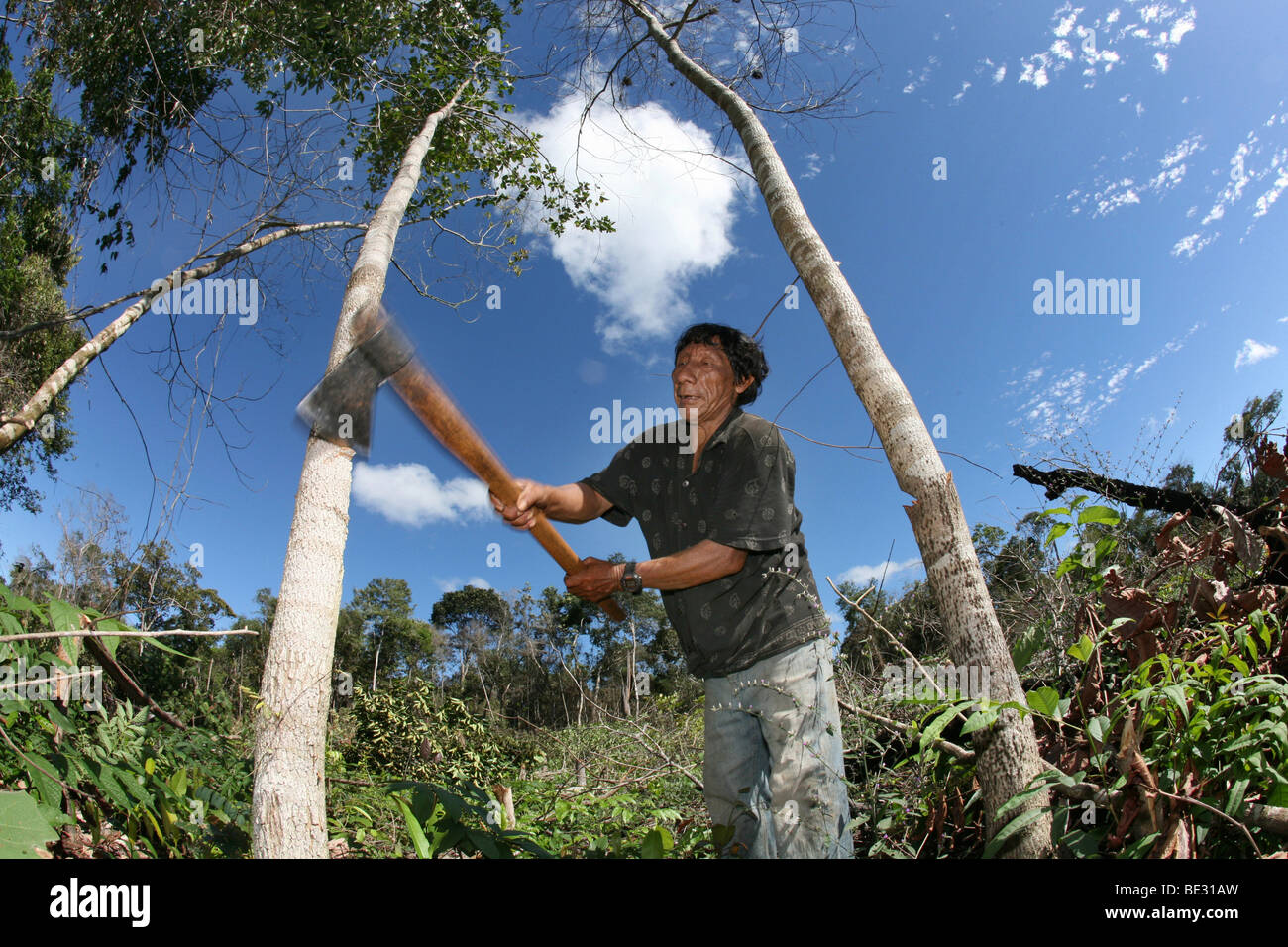 A lrage part of the Amazone has been destroyed and transferred into farmland. The main crops being cultivated are soya, grass fo Stock Photo