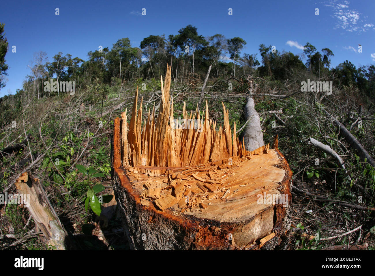 A lrage part of the Amazone has been destroyed and transferred into farmland. The main crops being cultivated are soya, grass fo Stock Photo