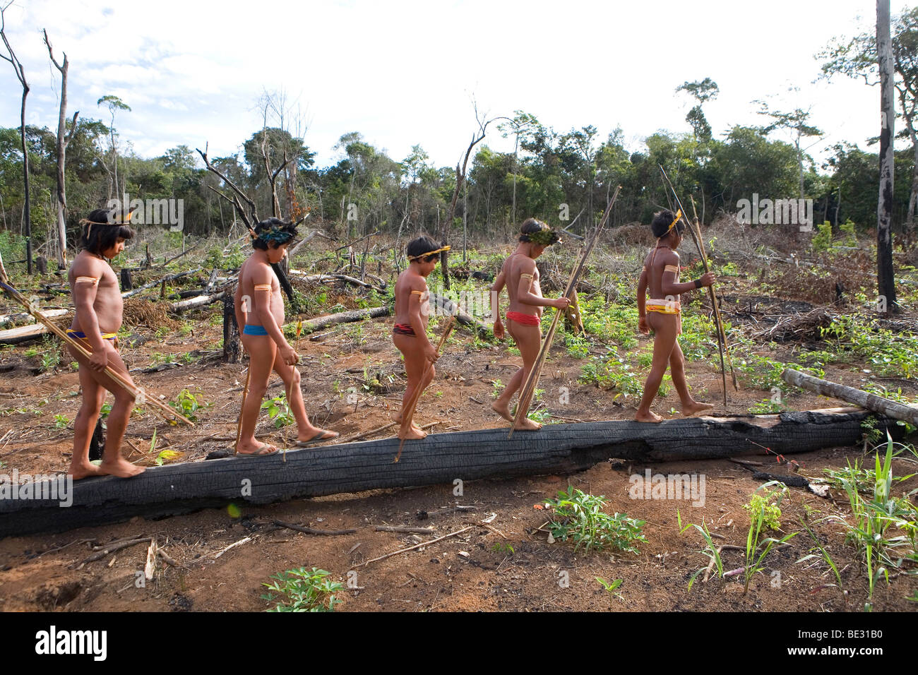 A lrage part of the Amazone has been destroyed and transferred into farmland. The main crops being cultivated are soya, grass fo Stock Photo