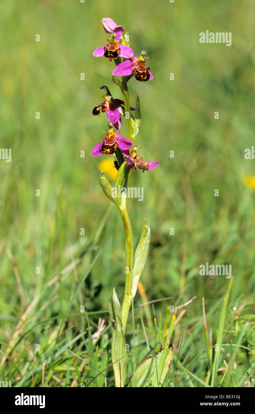 Bee Orchid (Ophrys apifera) Stock Photo