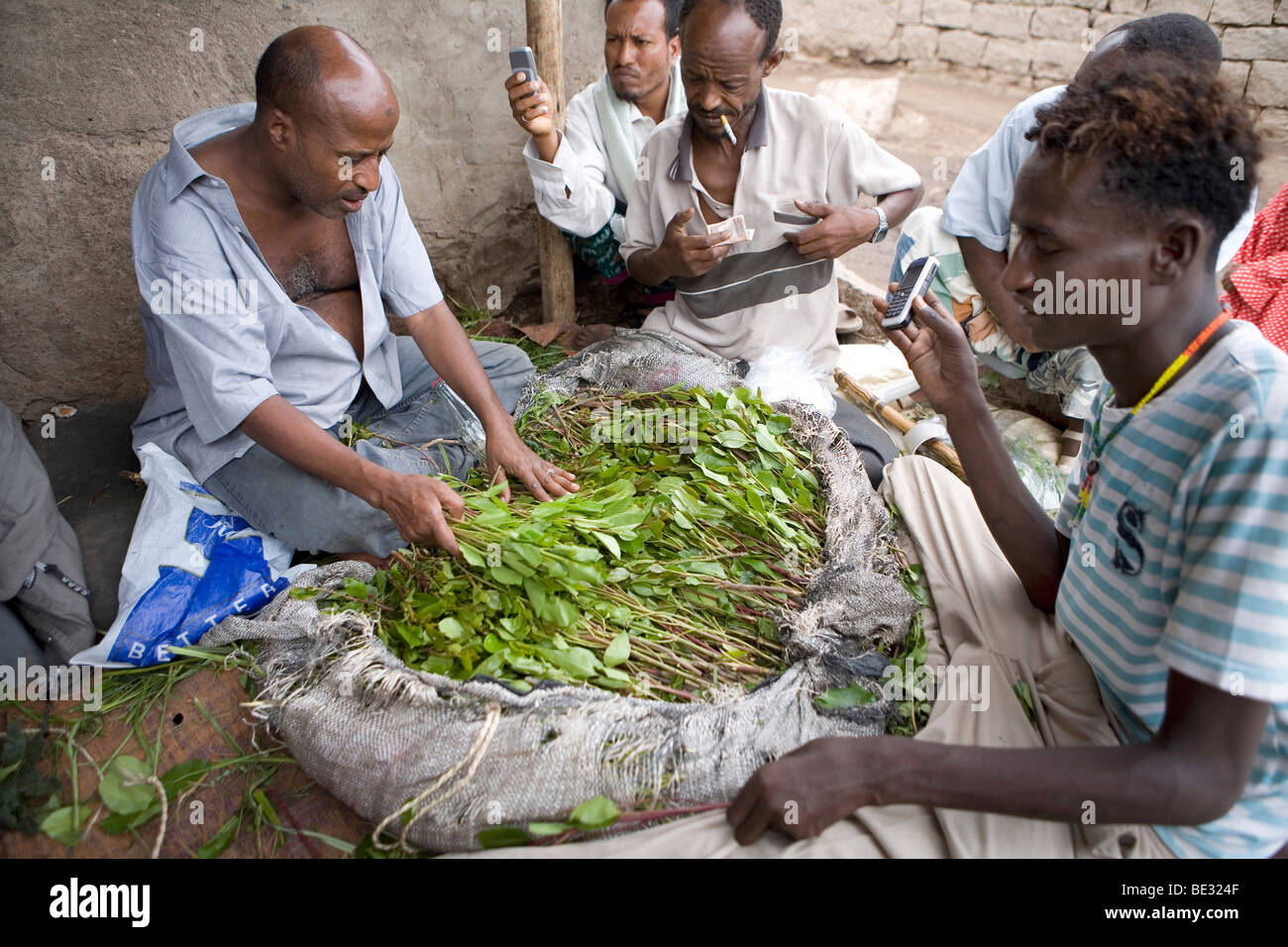 Khat or qat (Catha edulis Forsk). The soft leaves and twigs are chewed by Somali people. The active substances of Khat are prohi Stock Photo