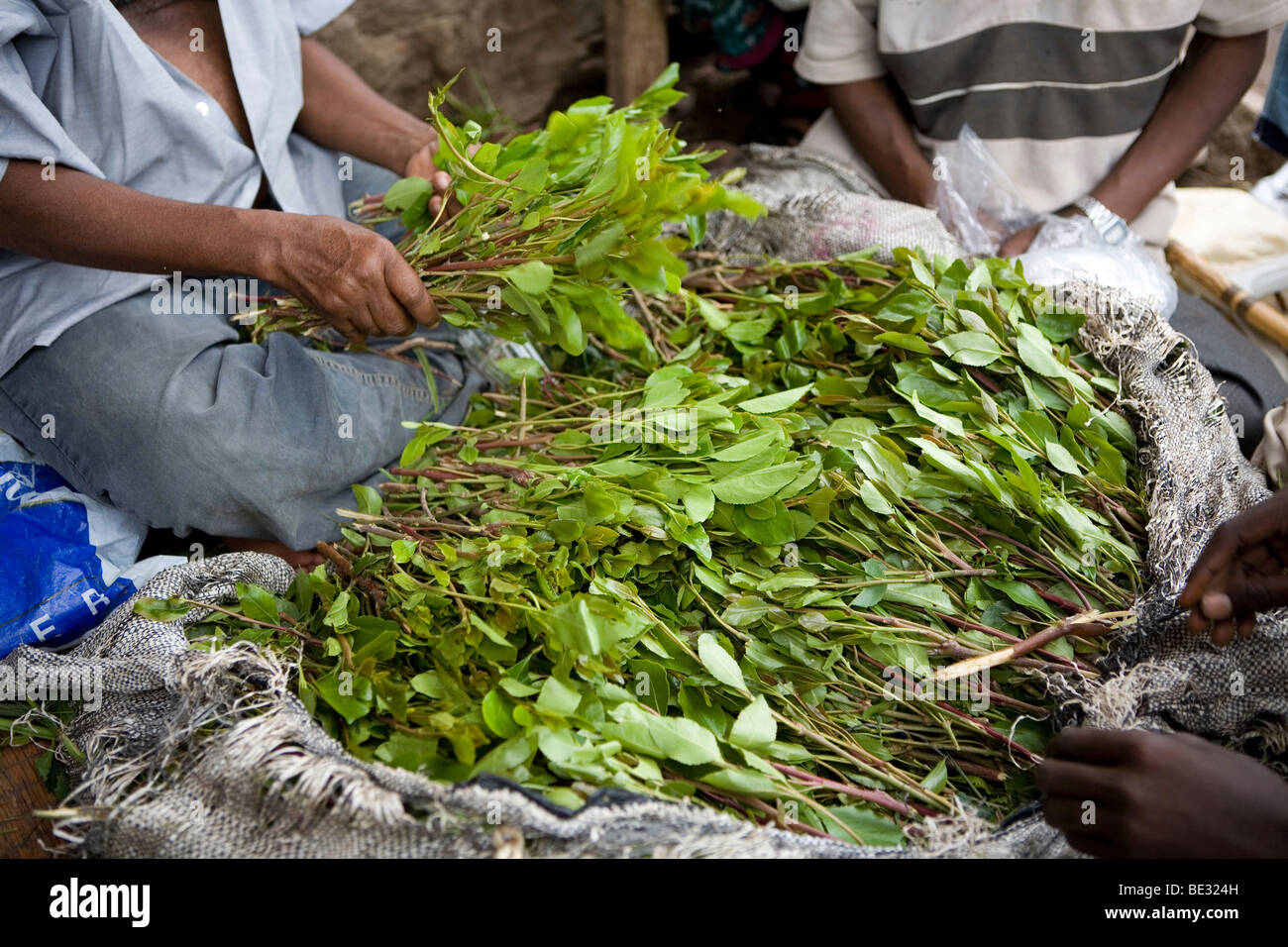 Chewing Khat Stock Photos & Chewing Khat Stock Images Alamy