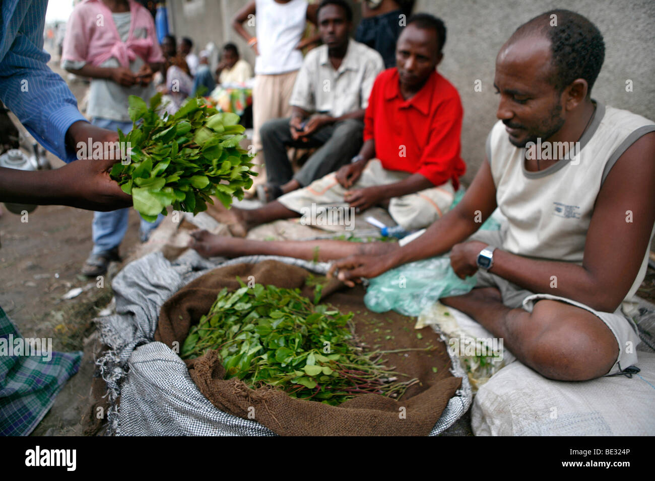 Khat or qat (Catha edulis Forsk). The soft leaves and twigs are chewed