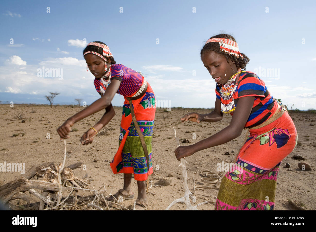 Ethiopian girls collect firewood for cooking. Due to global warming and change in climate, there are less trees and therefore le Stock Photo