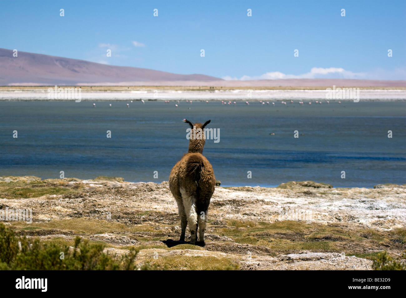 Llama looking out over Salar de Tara, with flamingos in the distance, Atacama Desert, Chile Stock Photo