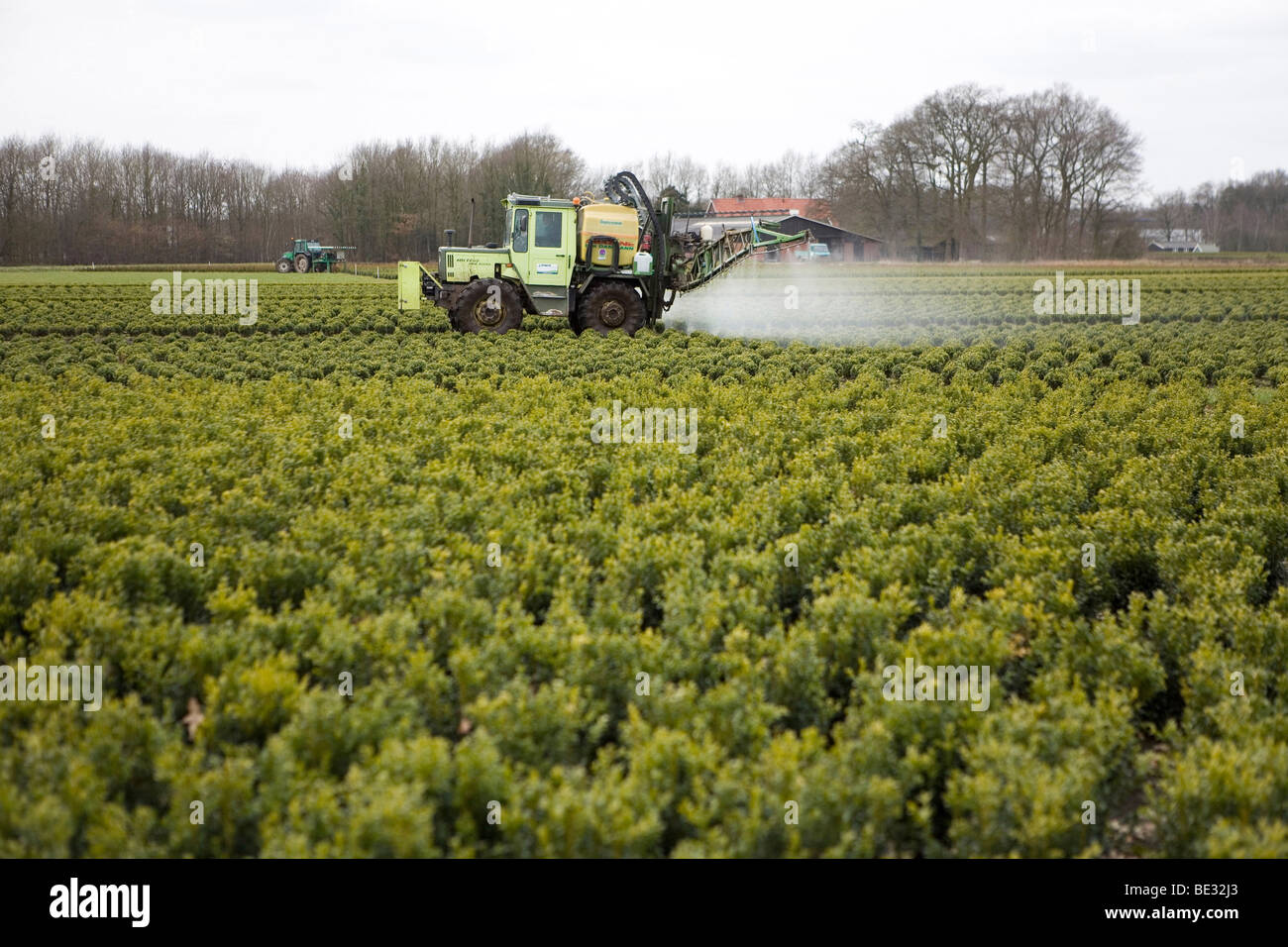 many farmers cultivate shrubs and outsource spraying of insecticide and fertilizers. Stock Photo