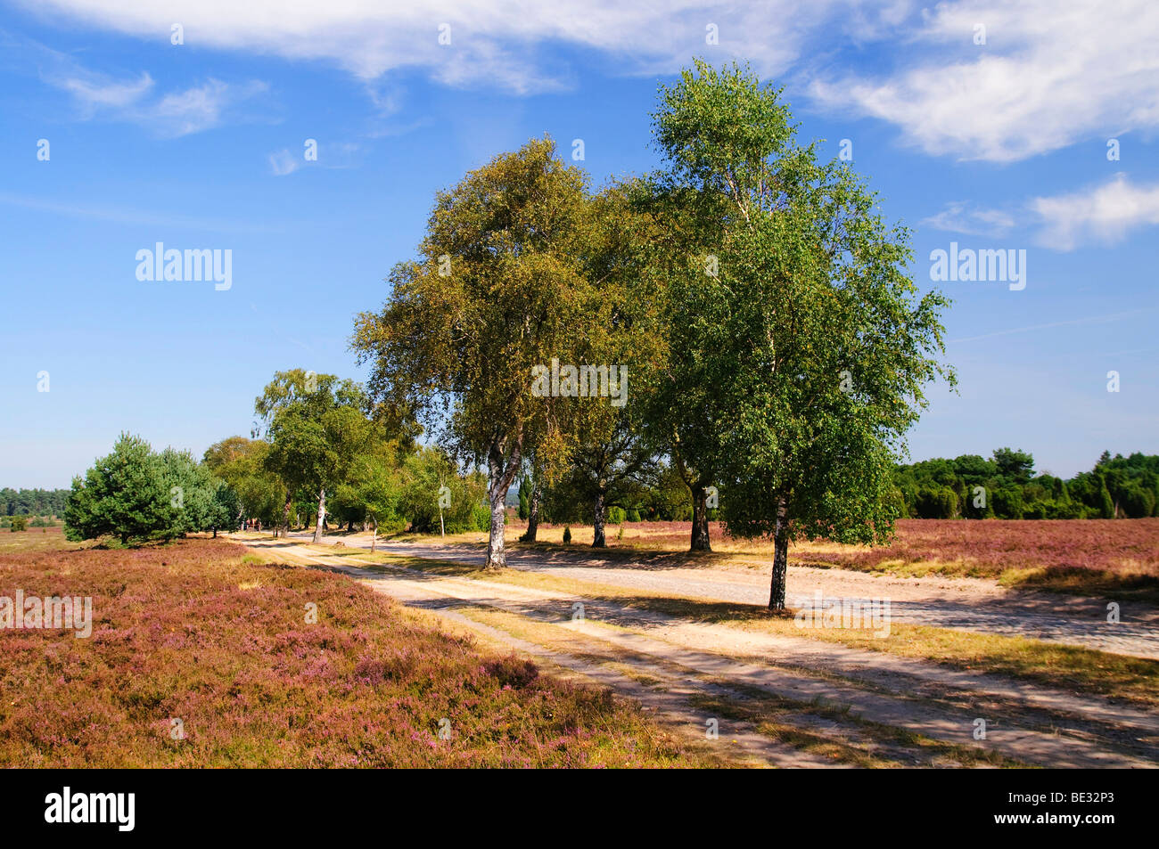 Heathland road hires stock photography and images Alamy
