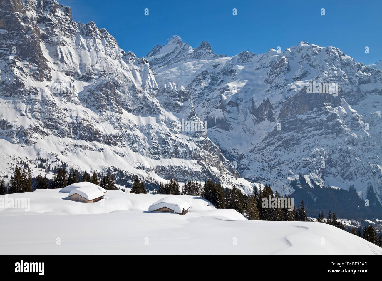 Wetterhorn mountain (3692m), Grindelwald, Jungfrau region, Bernese Oberland, Swiss Alps, Switzerland Stock Photo