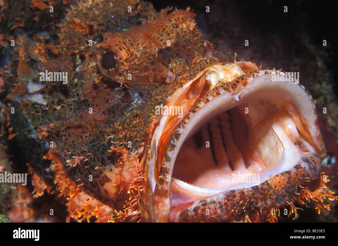 Tassled Scorpionfish open Mouth, Scorpaenopsis oxycephalus, Sharm el Sheikh, Sinai, Red Sea, Egypt Stock Photo