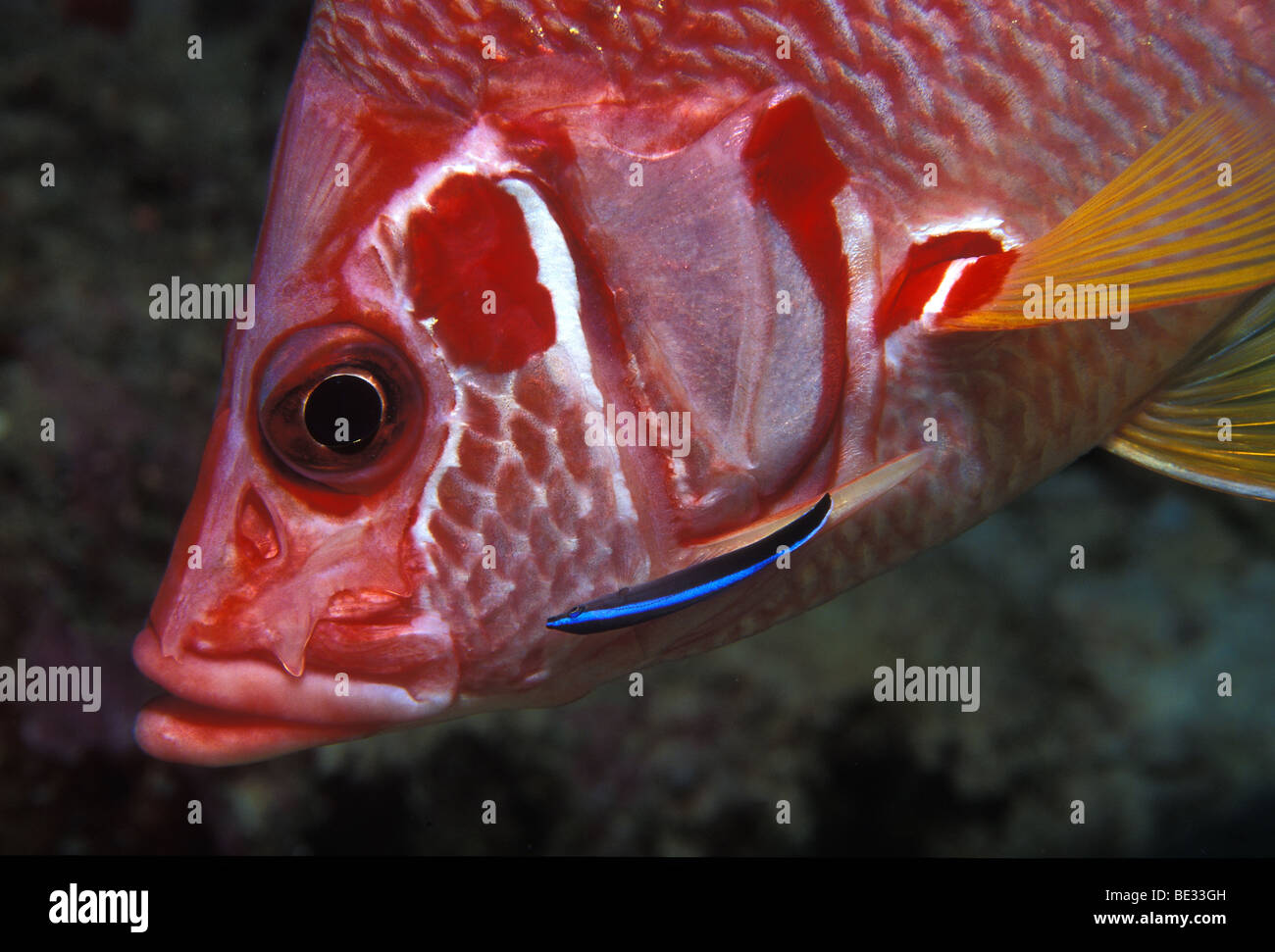 Longjawed Squirrelfish and Cleaner Wrasse, Sargocentron spiniferum, Sharm el Sheikh, Sinai, Red Sea, Egypt Stock Photo
