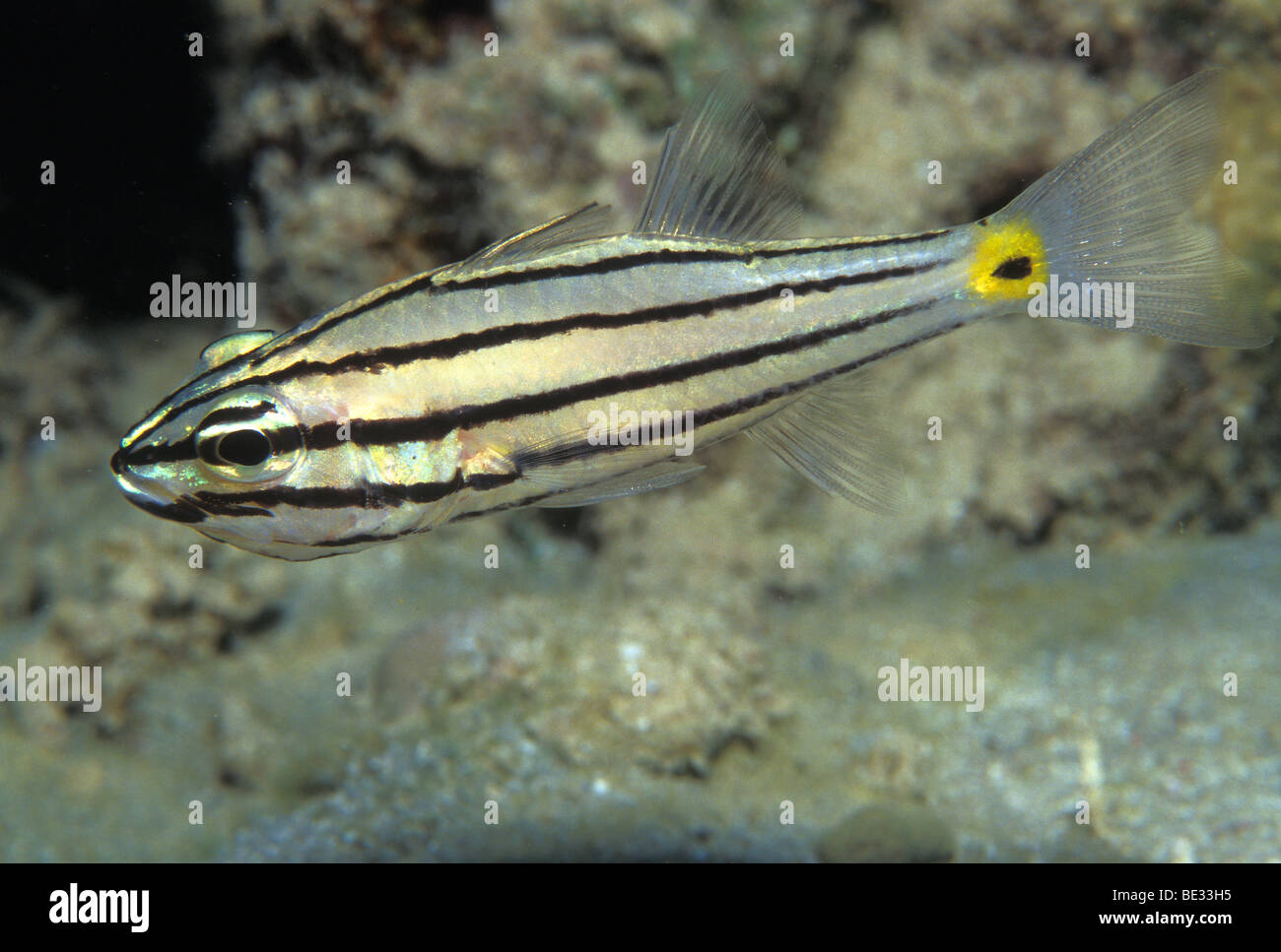 Fivelined Cardinalfish, Cheilodipterus quinquelineatus, Sharm el Sheikh, Sinai, Red Sea, Egypt Stock Photo