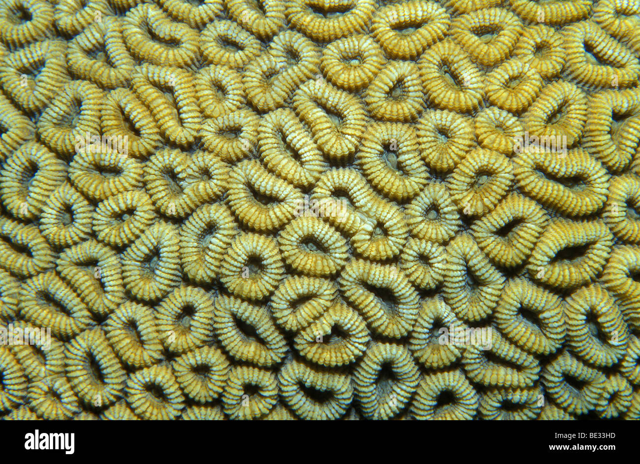Polyps of Stony Corals, Favia favus, Sharm el Sheikh, Sinai, Red Sea, Egypt Stock Photo