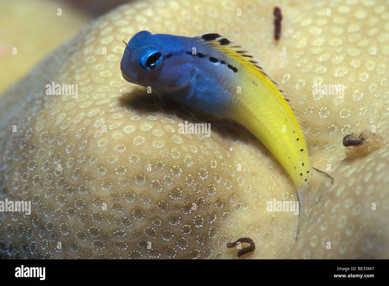 Blue-yellow Blenny, Ecsenius gravieri, Ras Mohammed, Sinai, Red Sea, Egypt Stock Photo