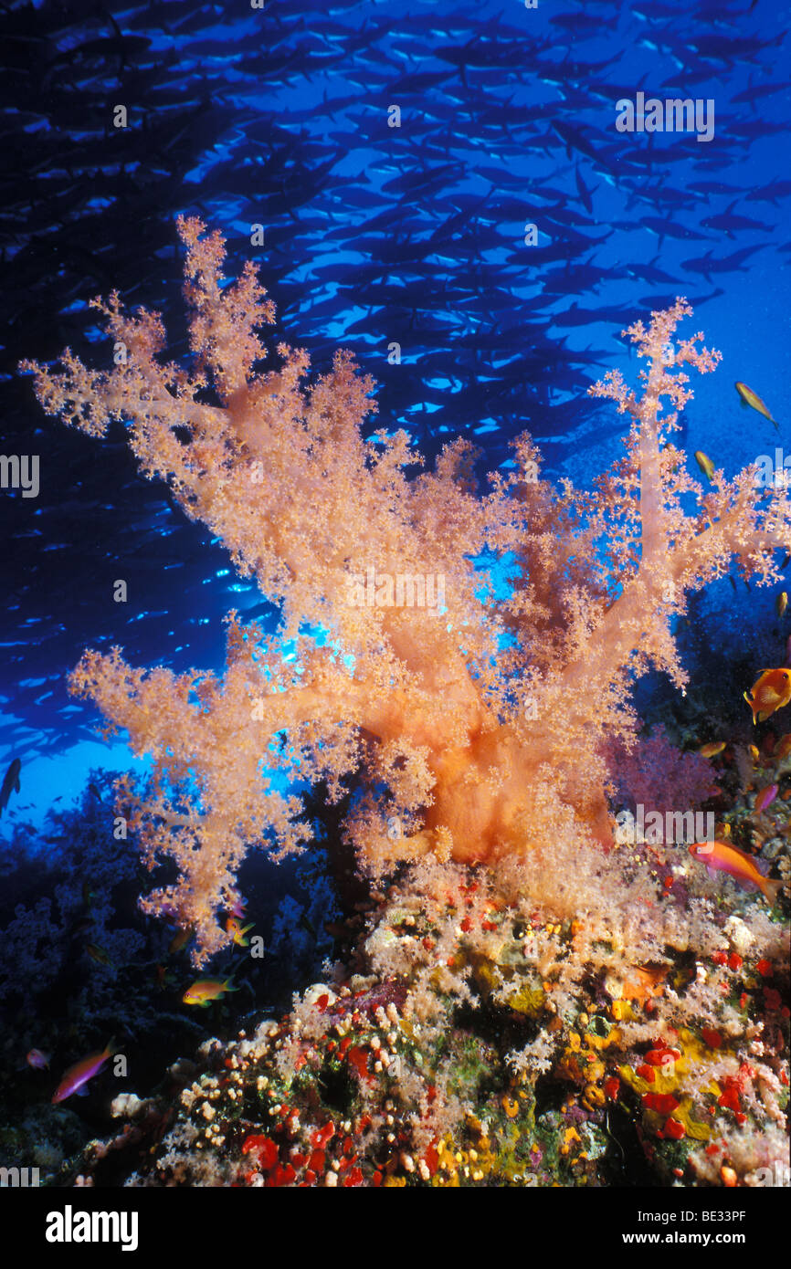 Orange Soft Coral, Dendronephthya klunzingeri, Ras Mohammed, Sinai, Red Sea, Egypt Stock Photo