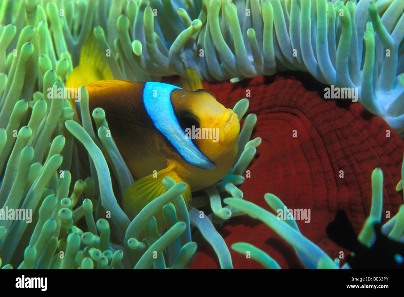 Two-banded Anemonefish in Magnificent Anemone, Amphiprion bicinctus, Heteractis magnifica, Ras Mohammed, Sinai, Red Sea, Egypt Stock Photo