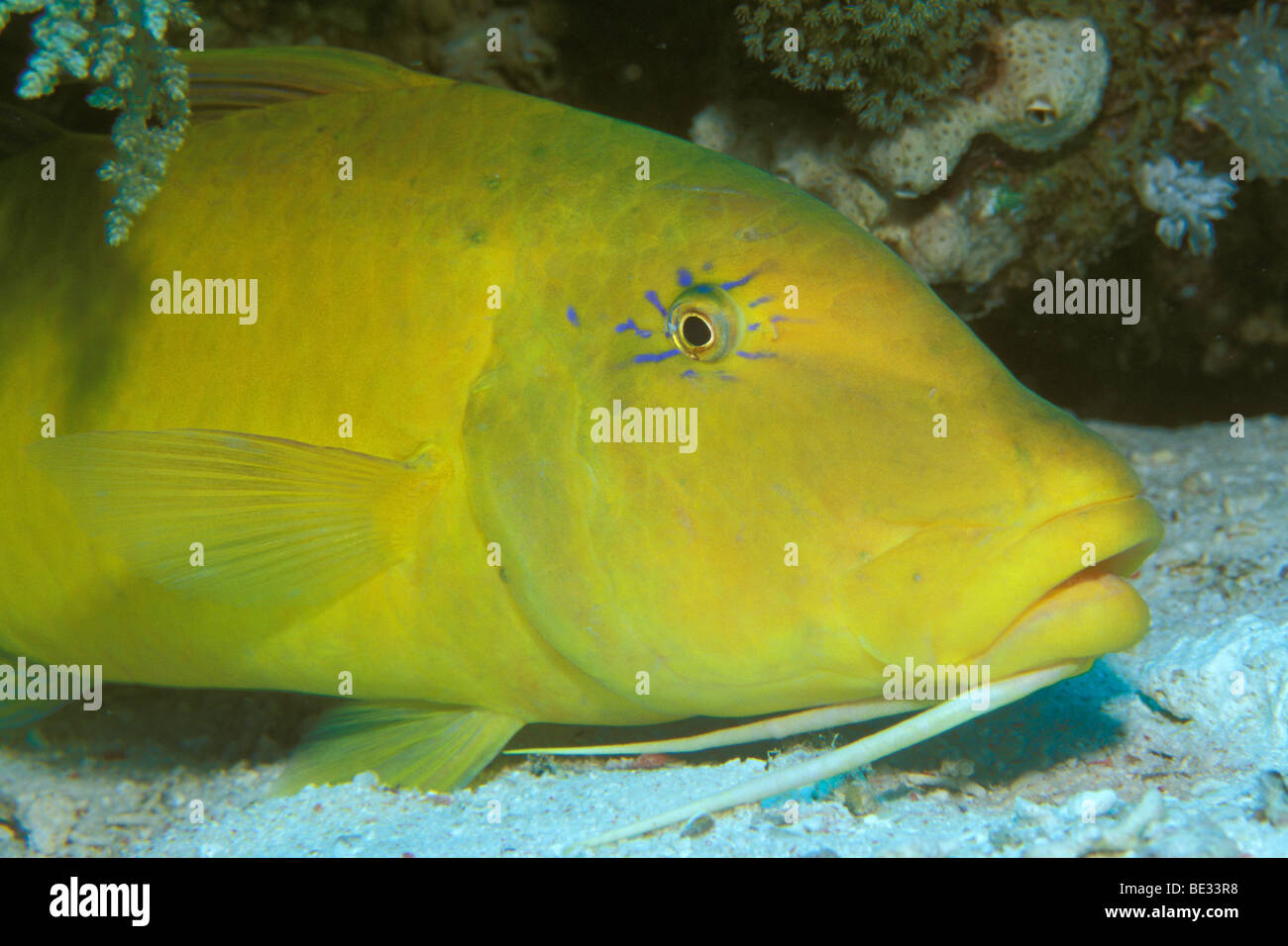 Goldspotted Goatfish, Parupeneus cyclostomus, Sharm el Sheikh, Sinai, Red Sea, Egypt Stock Photo
