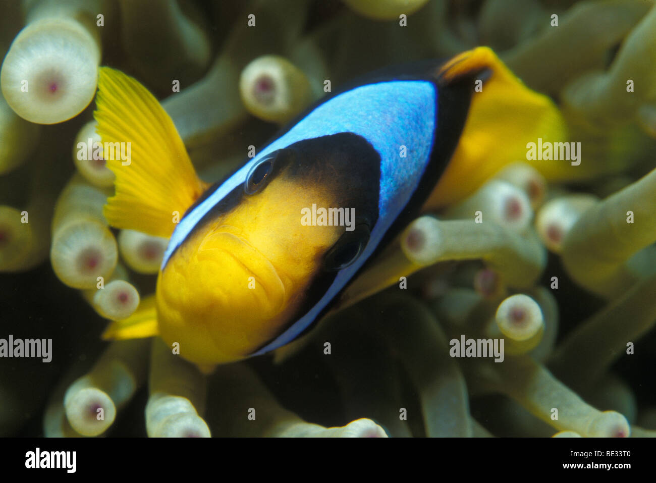 Two-banded Anemonefish in Magnificent Anemone, Amphiprion bicinctus, Heteractis magnifica, Ras Mohammed, Sinai, Red Sea, Egypt Stock Photo