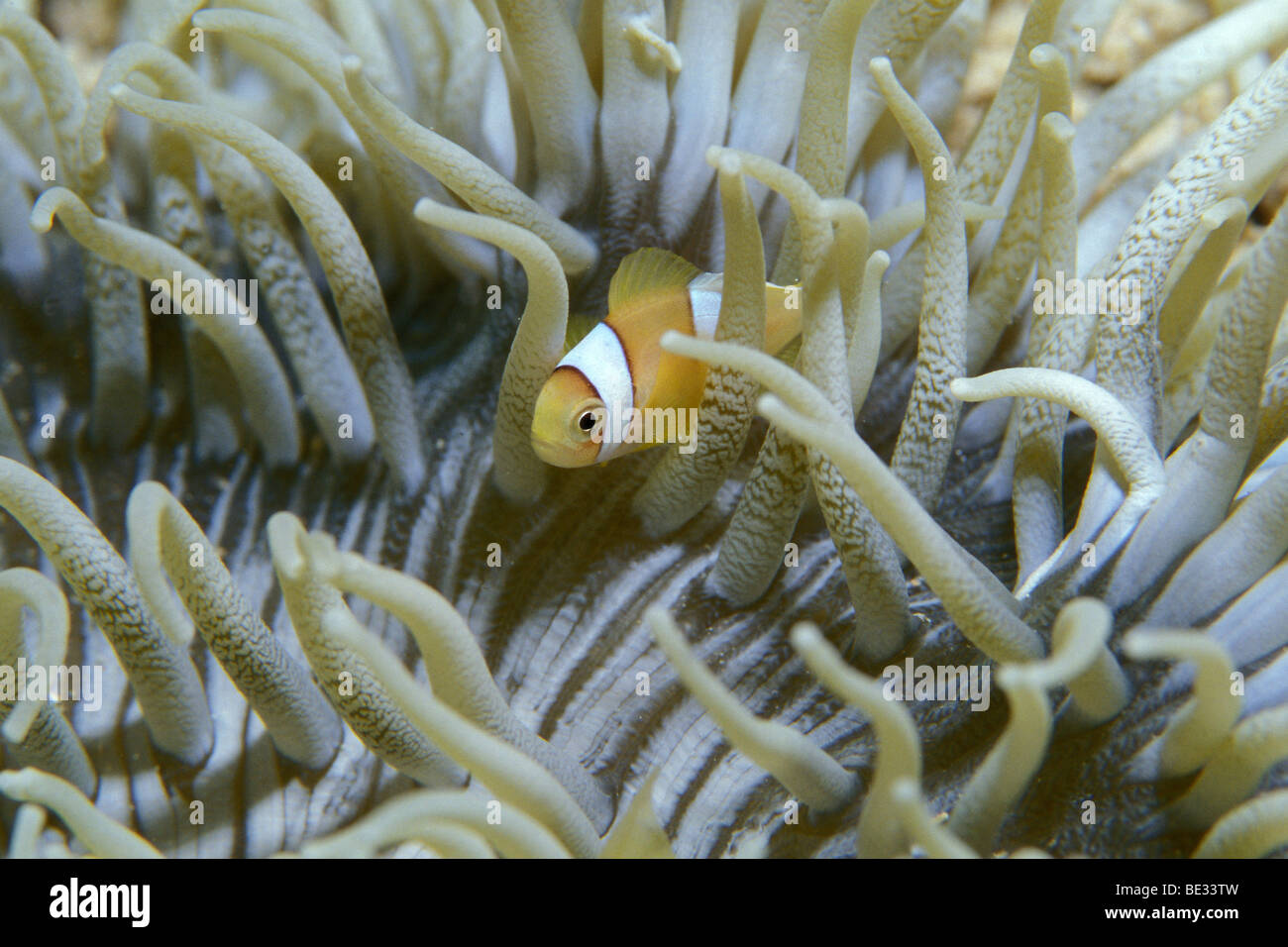 Two-banded Anemonefish in Leather-Anemone, Amphiprion bicinctus, Heteractis crispa, Dahab, Sinai, Red Sea, Egypt Stock Photo