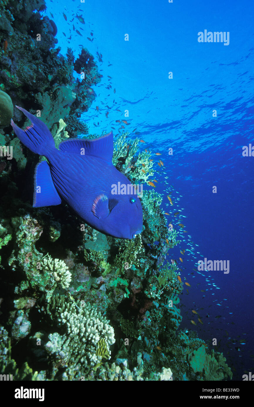Blue Triggerfish in Coral Reef, Pseudobalistes fuscus, Ras Mohammed, Sinai, Red Sea, Egypt Stock Photo