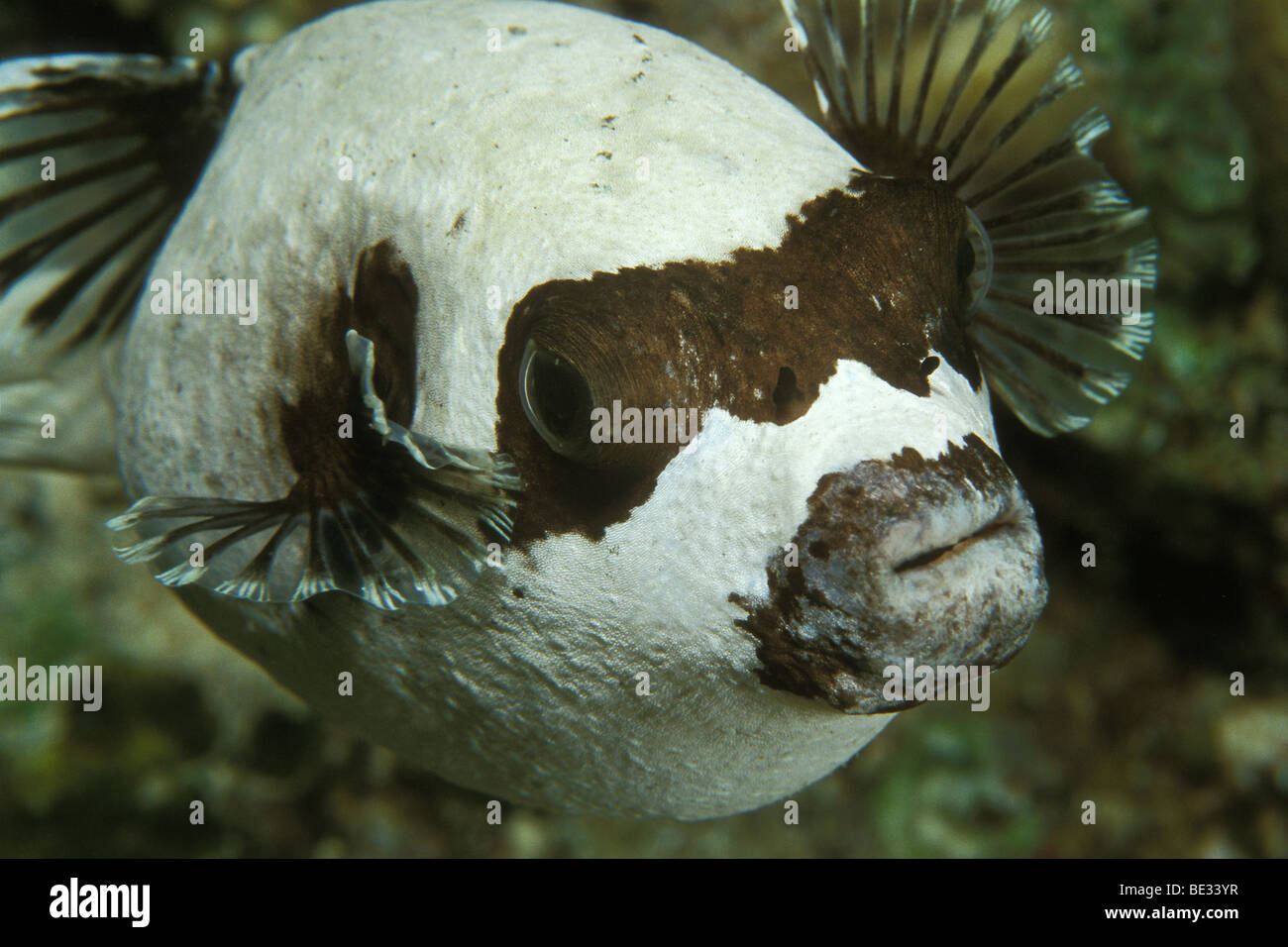 Masked Puffer, Arothron diadematus, Sharm el Sheikh, Sinai, Red Sea, Egypt Stock Photo